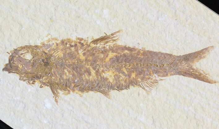 Bargain Knightia Fossil Fish - Wyoming #42348